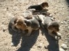 Beagle Puppies Born October 25, 2010